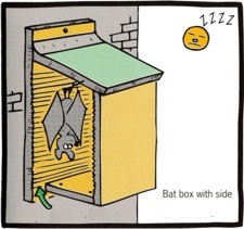 Bat box